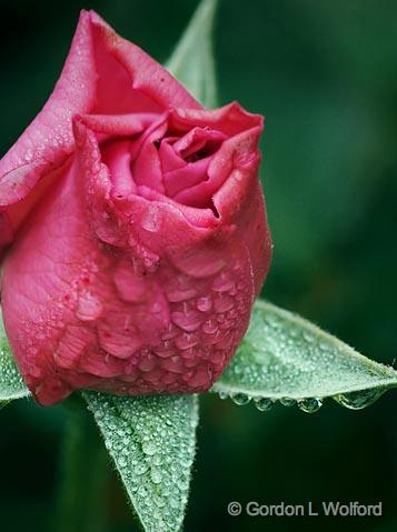 Dewy Rose Bud_34153-61.jpg - Nine shots combined for noise reduction and increased depth of field.Photographed near Port Lavaca, Texas, USA.